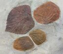 Fossil Leaf Plate (Zizyphoides & Davidia) - Montana #68351-4